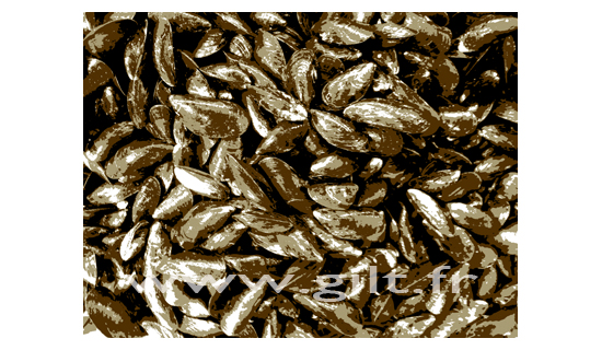 Moules de Bouchot - Loire Atlantique