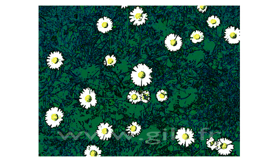 Marguerites