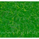 Nénuphars - Filet clair sur fond vert Gilt Fleurs et Plantes N°: FP02