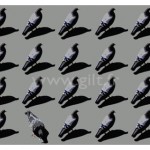 Les Pigeons Gilt Animaux N°: AN01