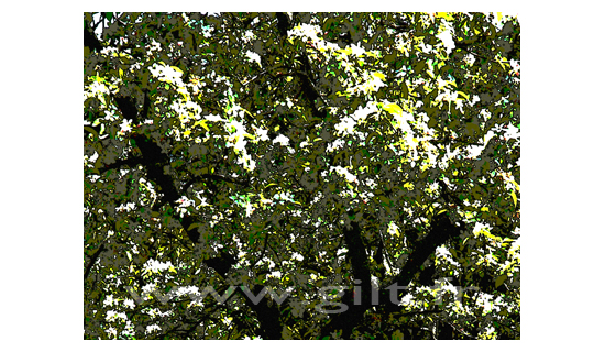 Arbre et Feuilles lumineuses