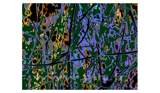 Branches et Feuillage - Fond vert