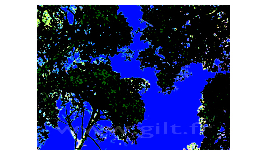 Contre jour - Cimes d'arbres - Ciel bleu azur