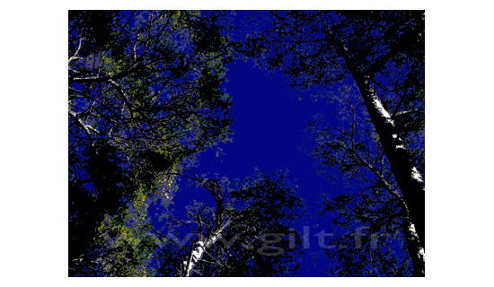 Contre jour - Cime d'arbres - Ciel bleu nuit