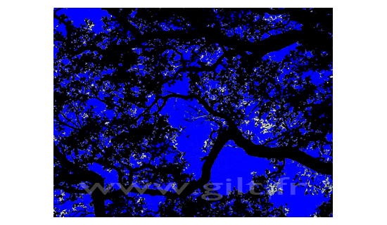 Contre jour la Nuit - Arbres branches et Feuilles noir - Ciel bleu