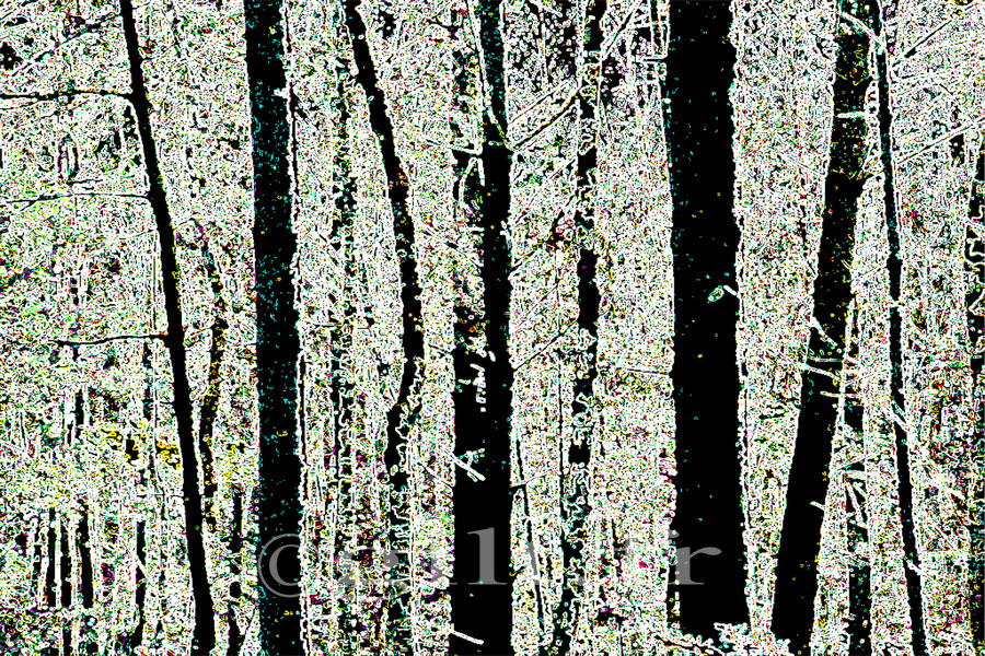 Estampe de GILT — Arbres et Mousses